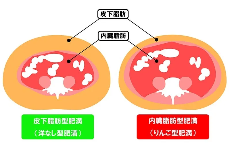 墨田区のパーソナルジム|お腹周りの脂肪を減らすダイエット